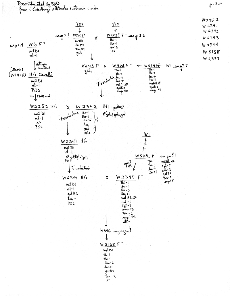 X22 BJBachmann Reconstruction p3.14